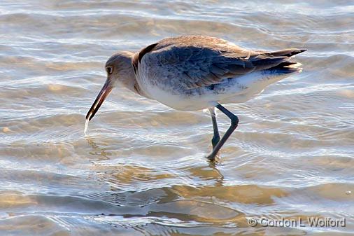 Willet With Catch_38101.jpg - Willet (Tringa semipalmata)Photographed along the Gulf coast near Rockport, Texas, USA.